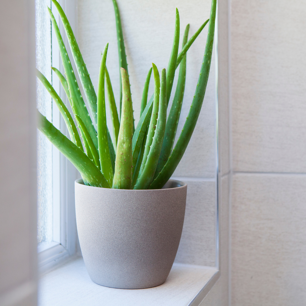 Aloe Vera Plant