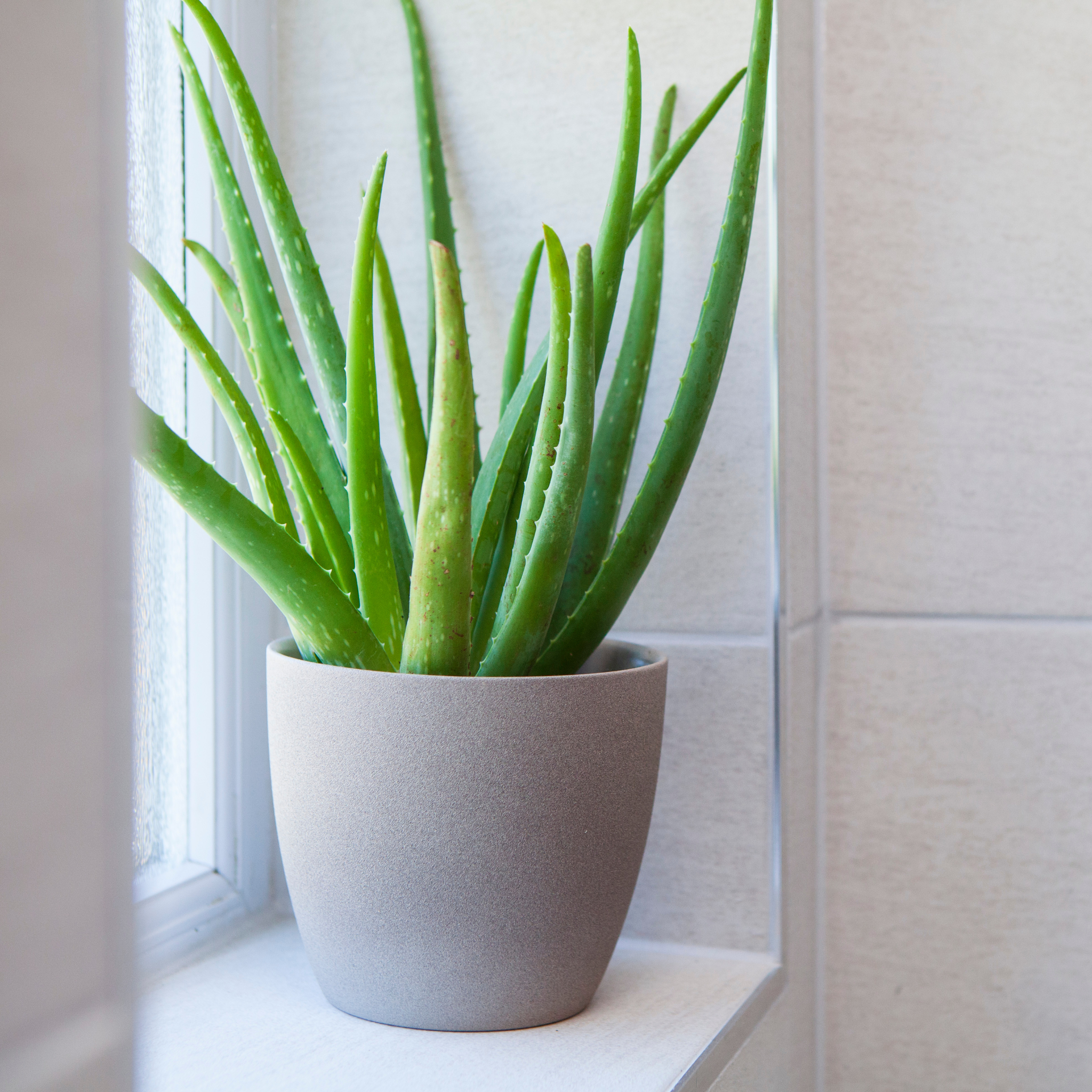 Aloe Vera Plant