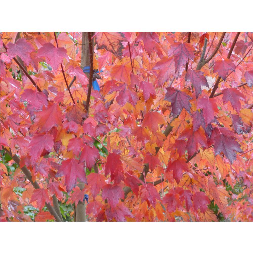 Maple Tree 'Brandywine Red'
