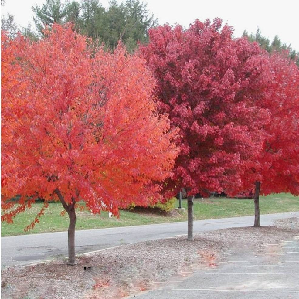 Maple Tree 'Brandywine Red'