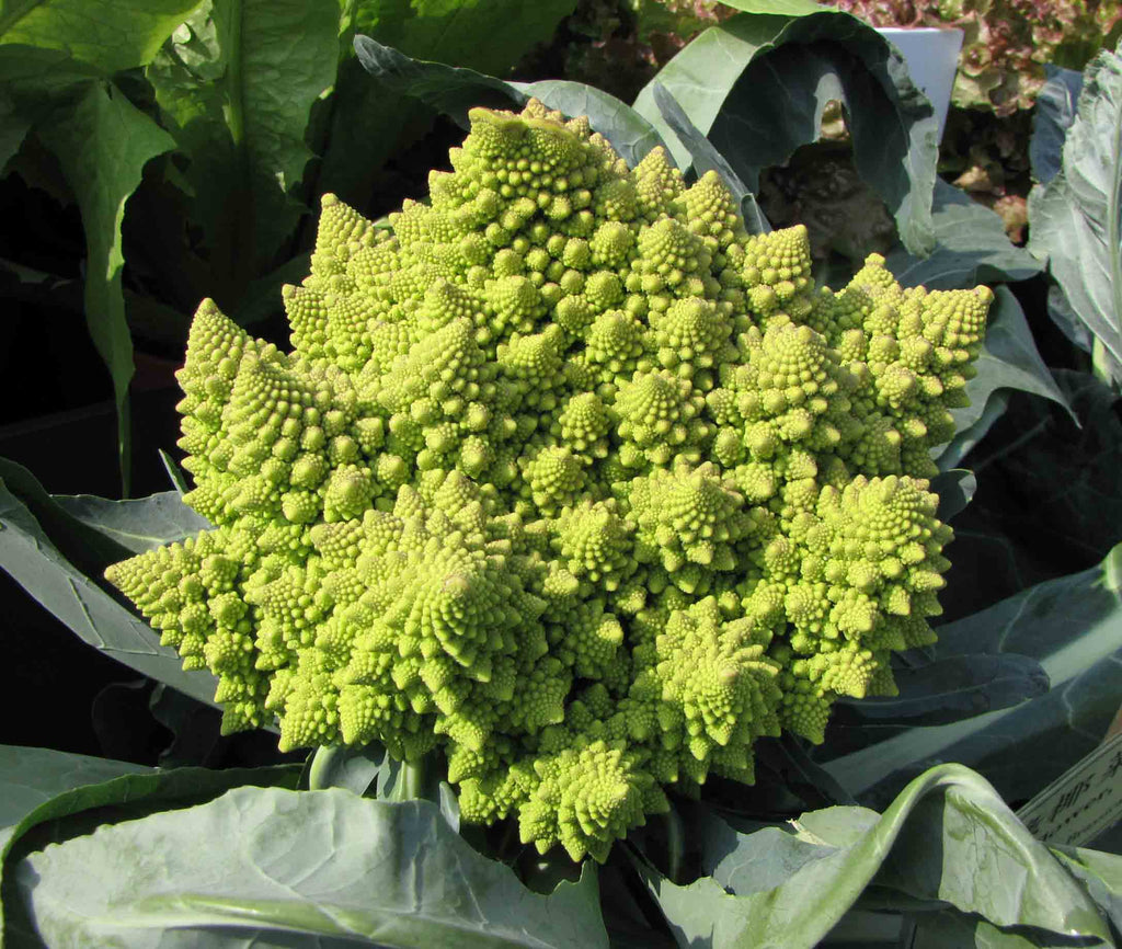 250 Romanesco Broccoli Seeds - Brassica oleracea Romanesco - Non-GMO