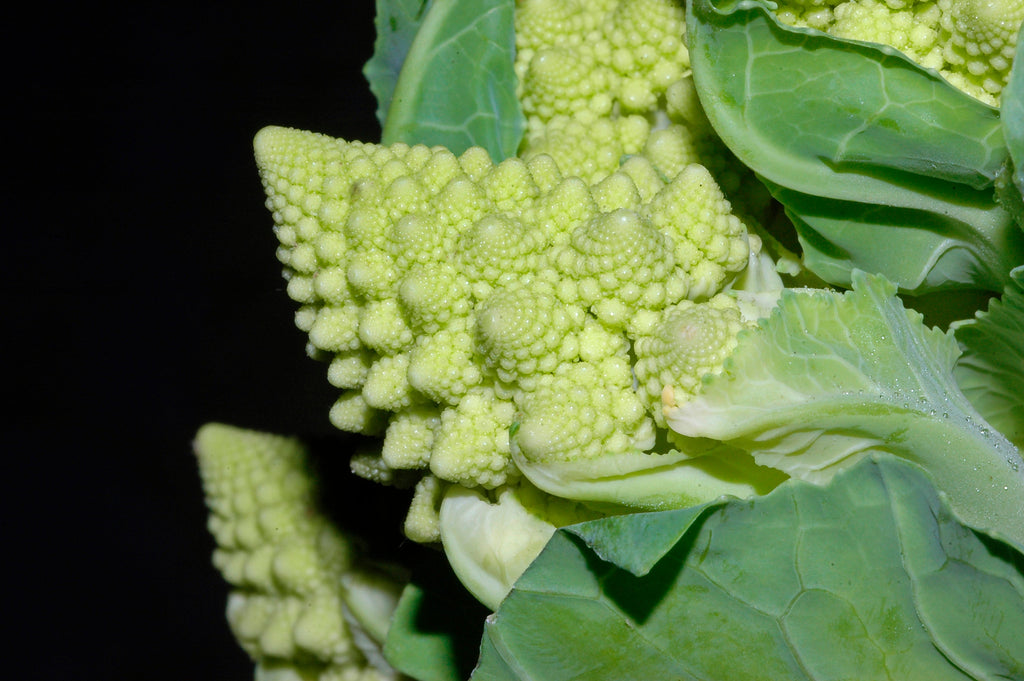 250 Romanesco Broccoli Seeds - Brassica oleracea Romanesco - Non-GMO