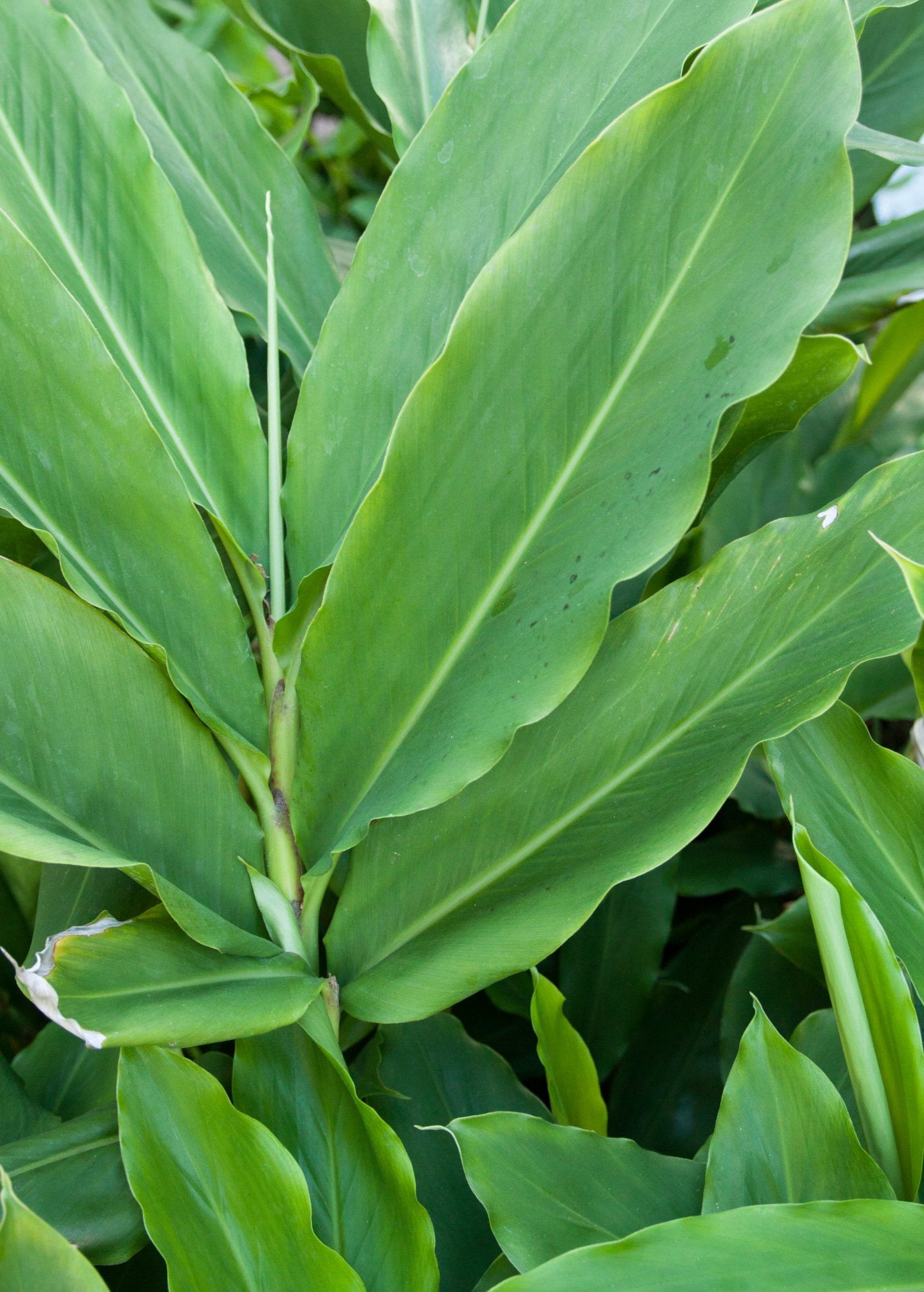 Cardamom (Elettaria cardamomum)