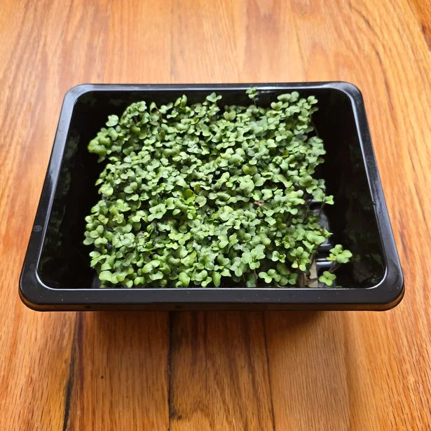Broccoli