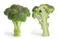 1,000 Green Sprouting Calabrese Broccoli - Non-GMO Heirloom Broccoli Seeds