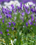 Queen Fabiola Brodiaea - 25 bulbs
