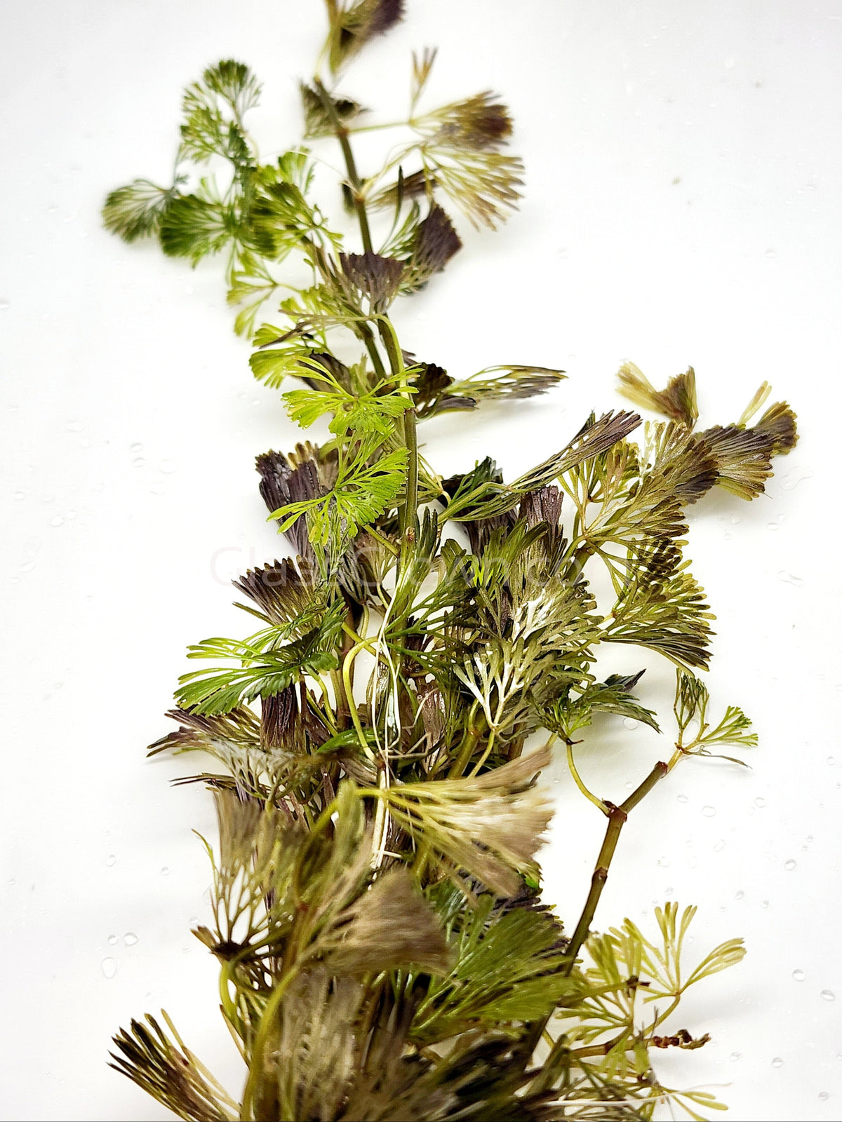 Bunch Bronze Cabomba Pulcherrima