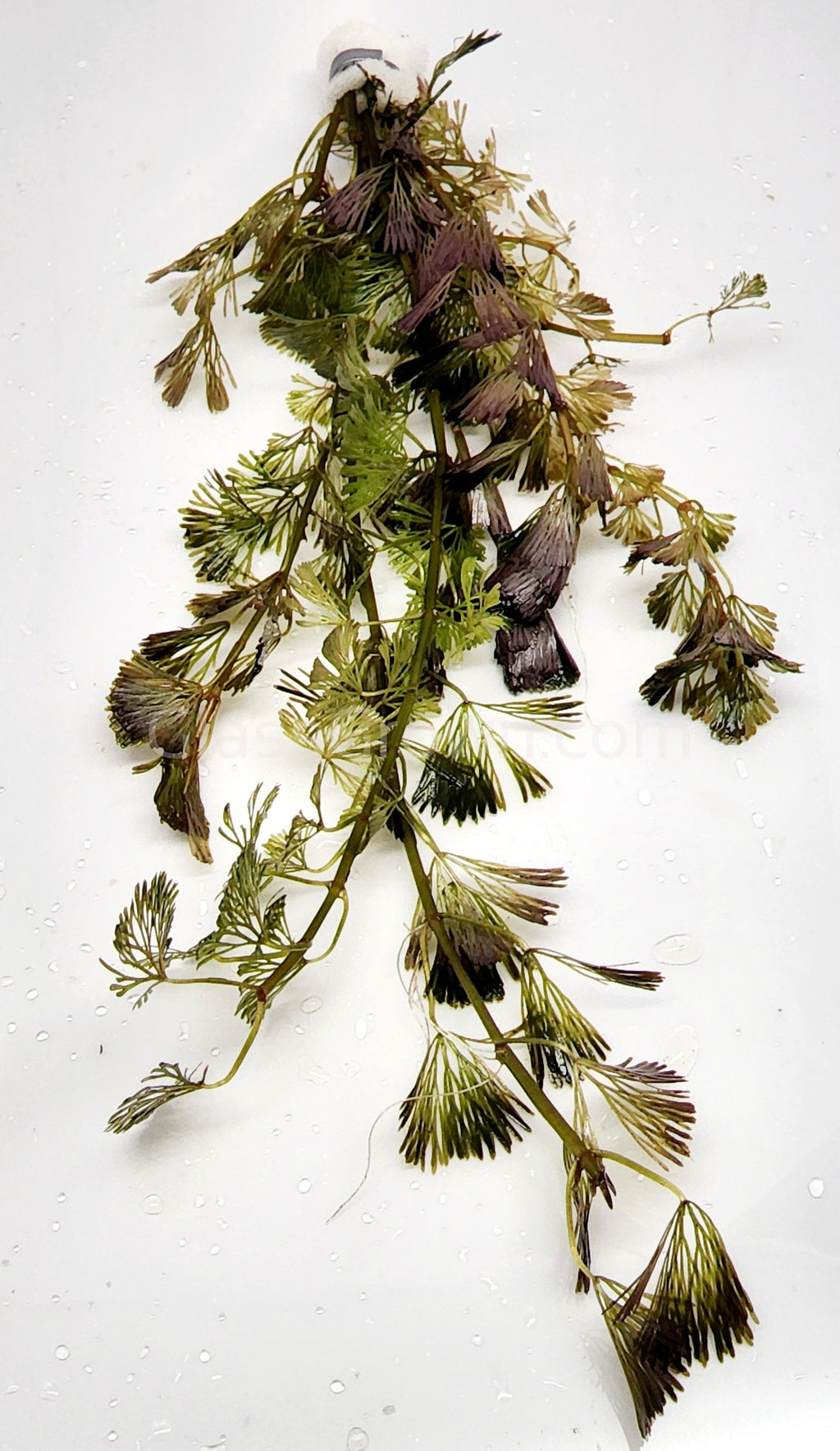 Bunch Bronze Cabomba Pulcherrima