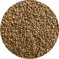 Browntop Millet