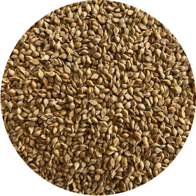 Browntop Millet