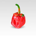 Bubblegum 7 Pot Pepper Seeds