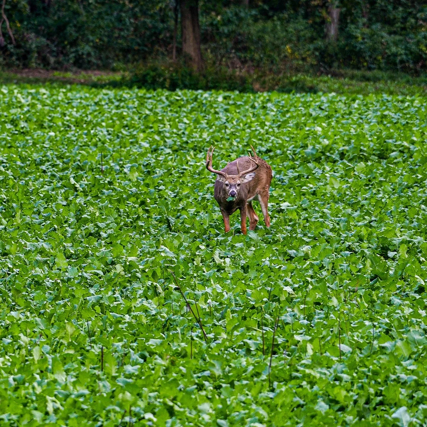 Rut Greens Cold Climate