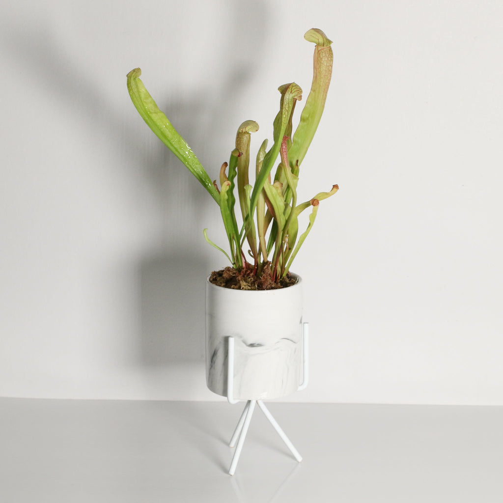 Sarracenia BUG BAT Trumpet Pitcher Carnivorous Plant