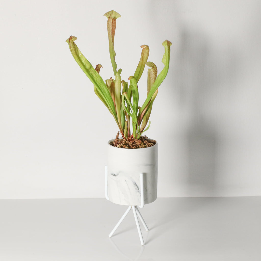 Sarracenia BUG BAT Trumpet Pitcher Carnivorous Plant