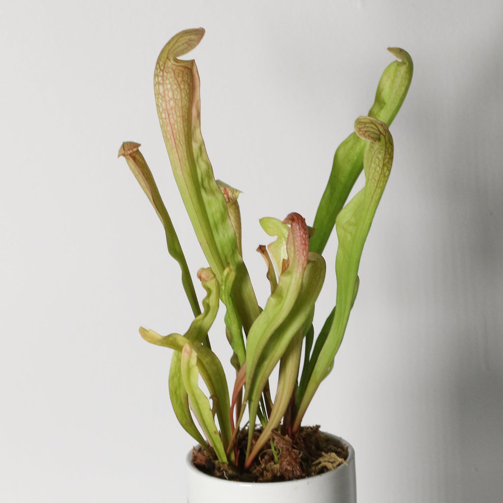 Sarracenia BUG BAT Trumpet Pitcher Carnivorous Plant