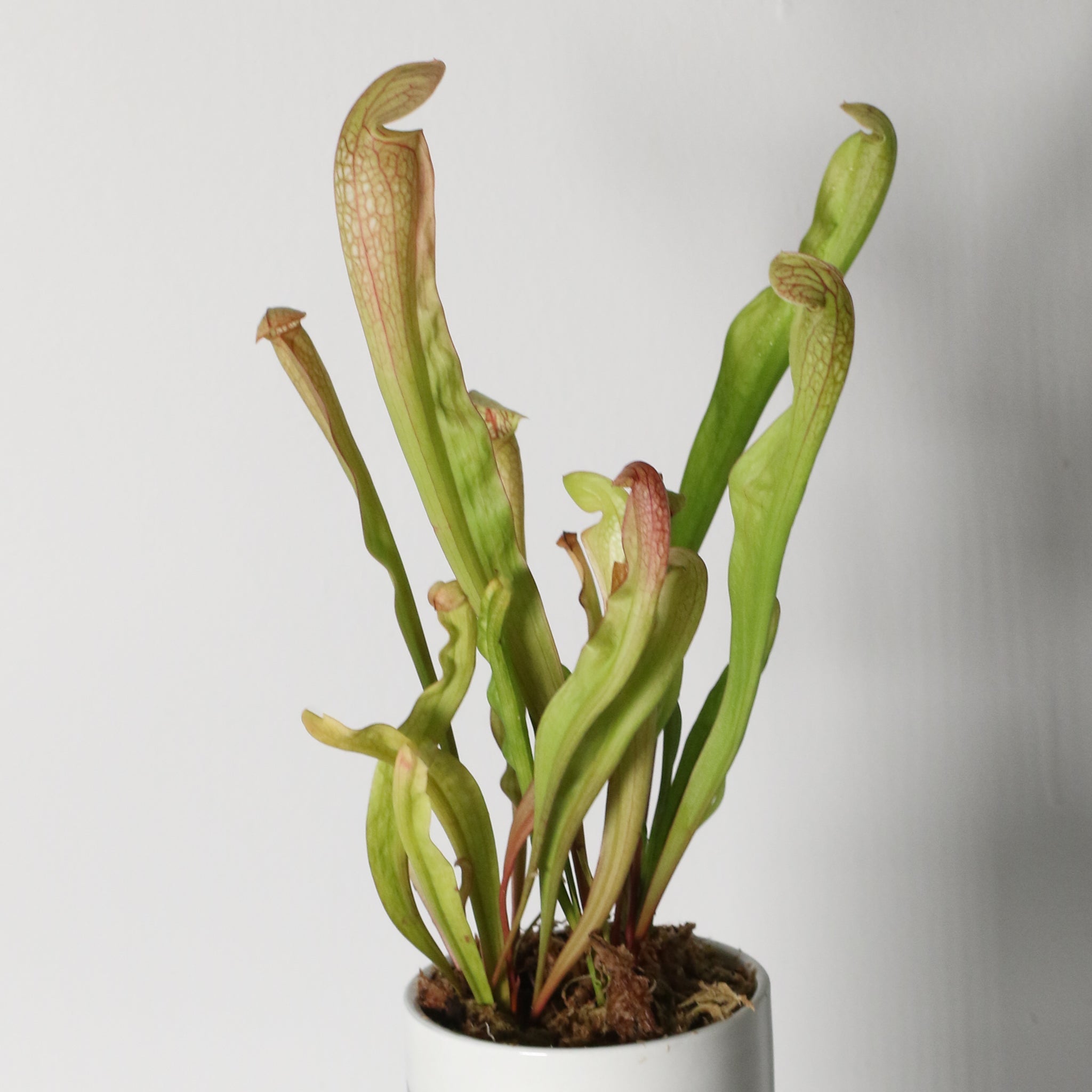 Sarracenia BUG BAT Trumpet Pitcher Carnivorous Plant