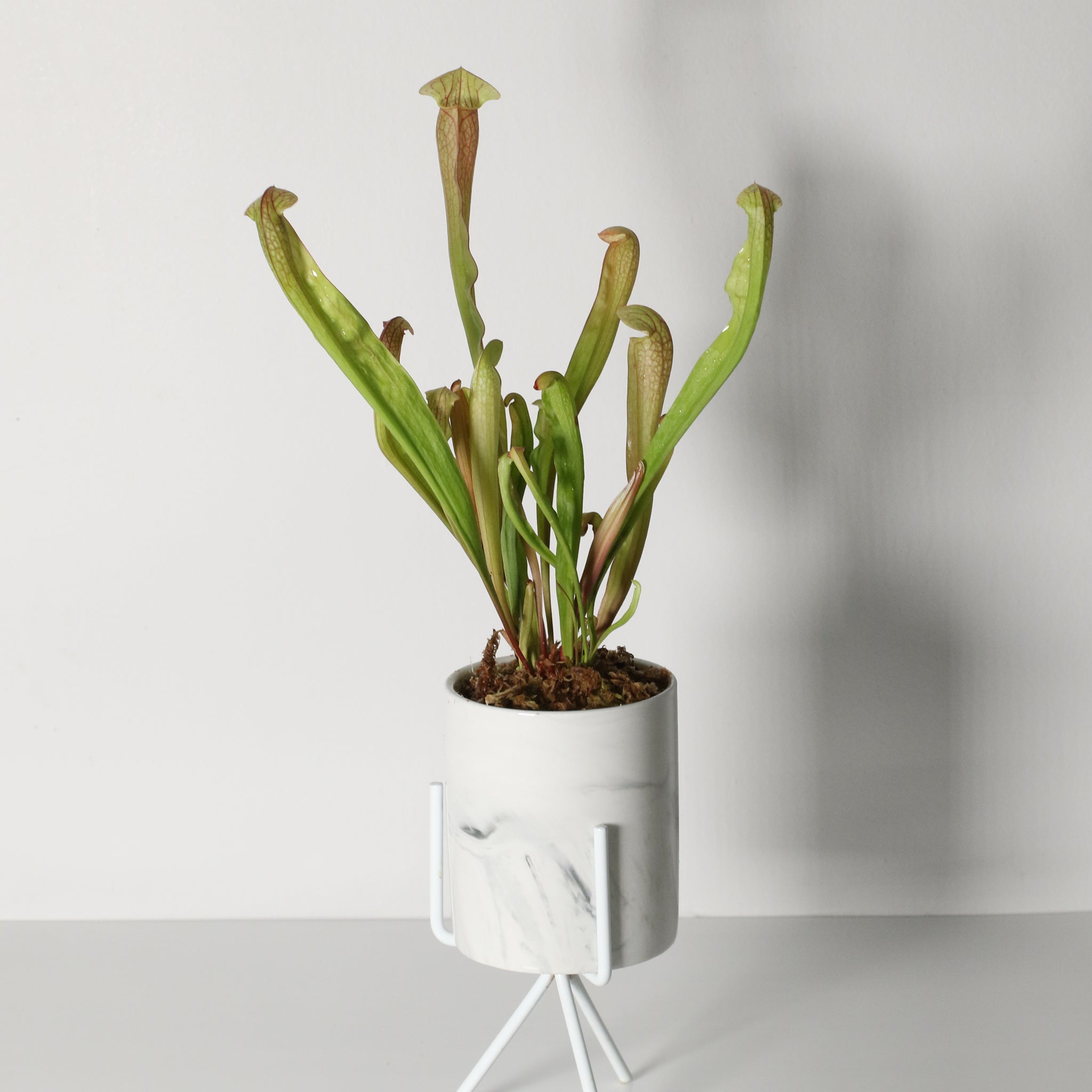 Sarracenia BUG BAT Trumpet Pitcher Carnivorous Plant
