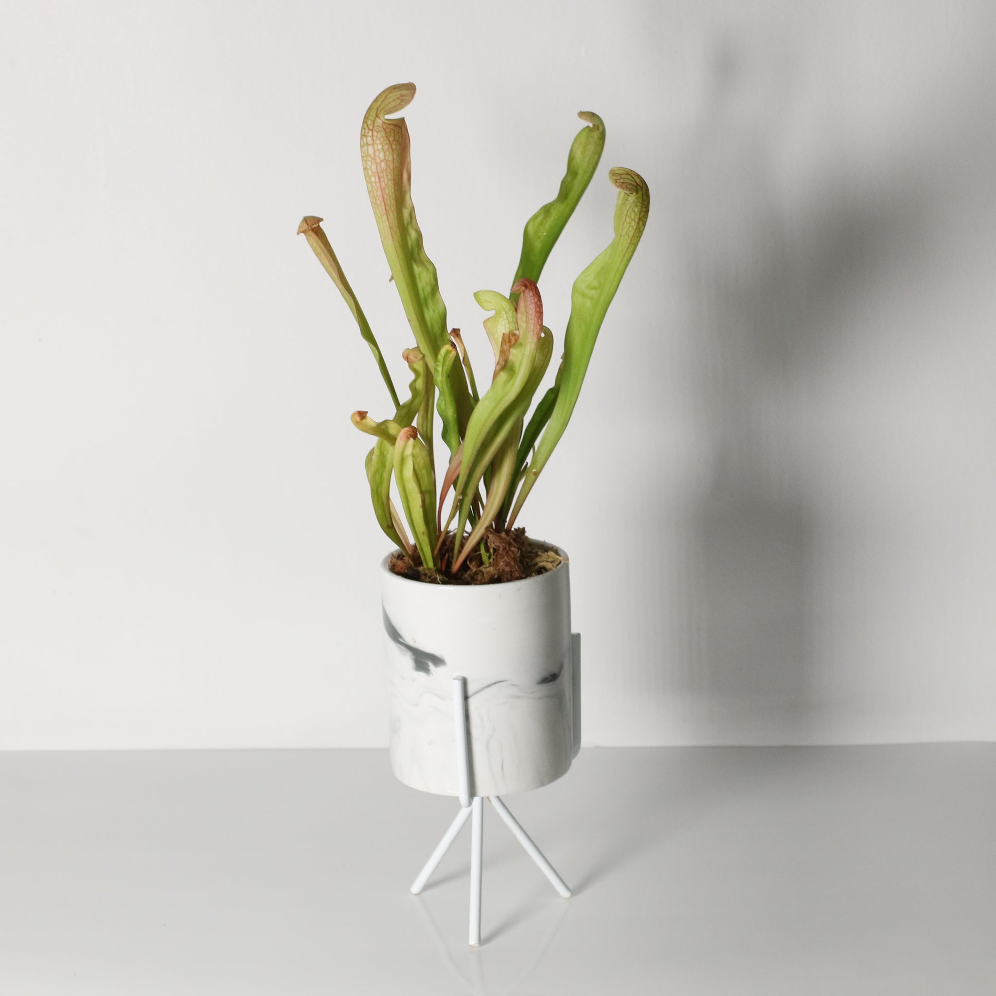 Sarracenia BUG BAT Trumpet Pitcher Carnivorous Plant
