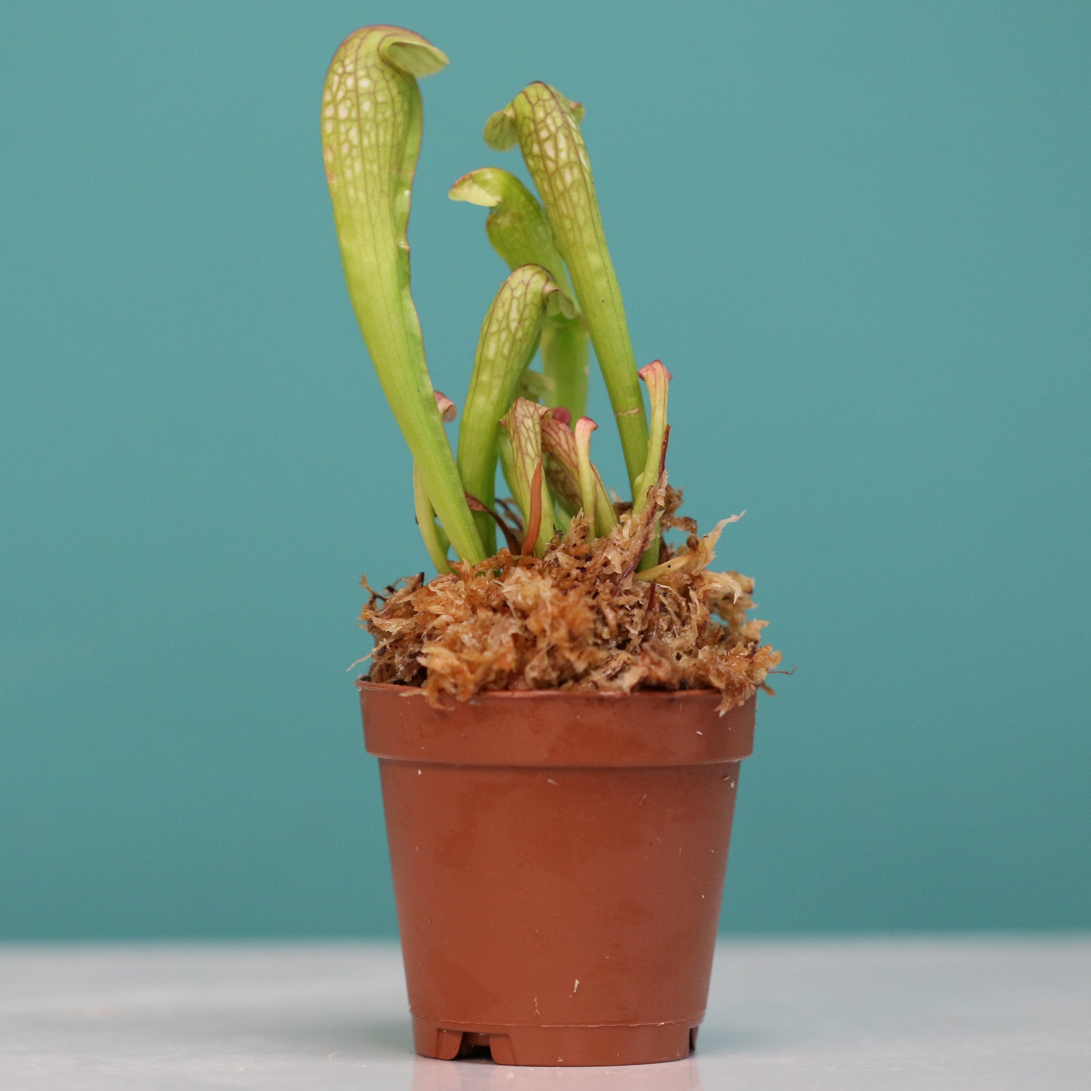 Sarracenia BUG BAT Trumpet Pitcher Carnivorous Plant