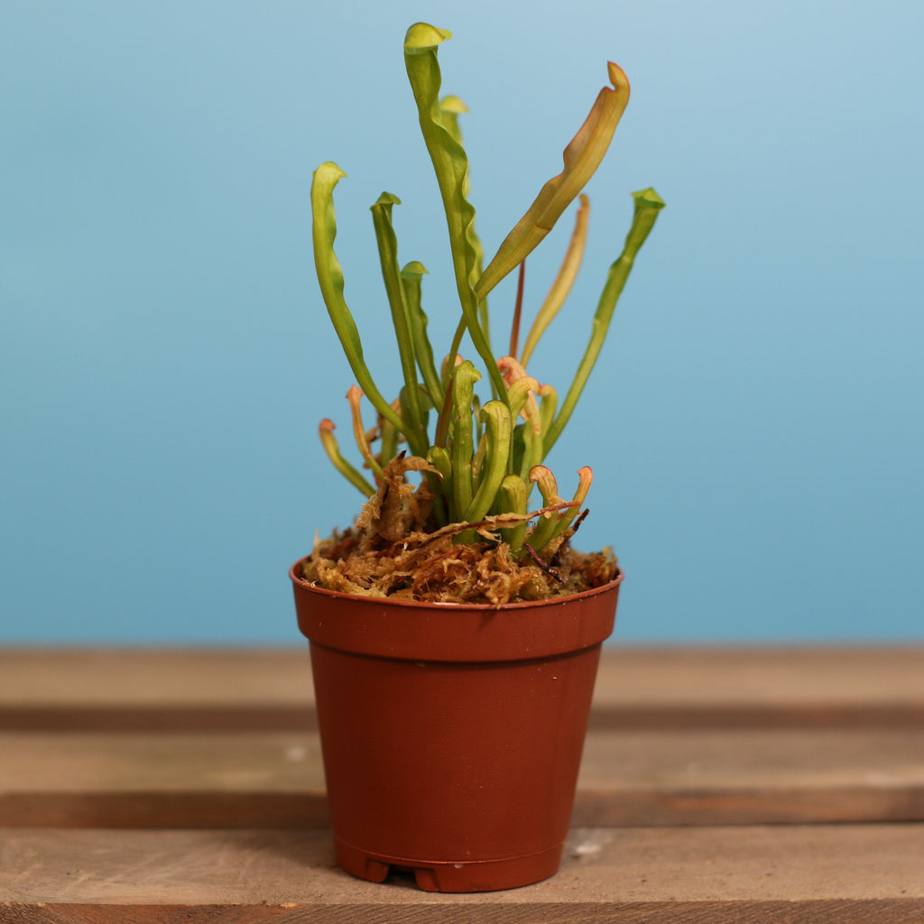 Sarracenia BUG BAT Trumpet Pitcher Carnivorous Plant