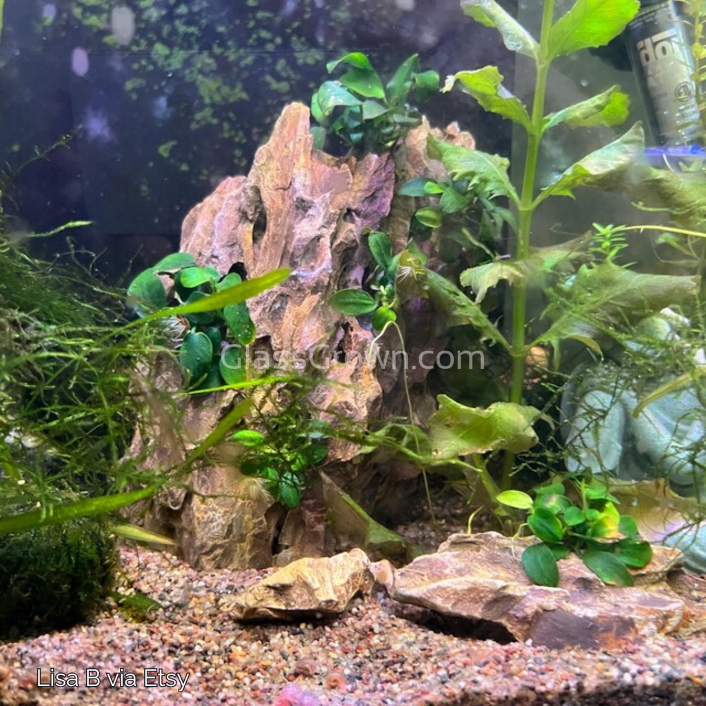 Anubias Nana Petite