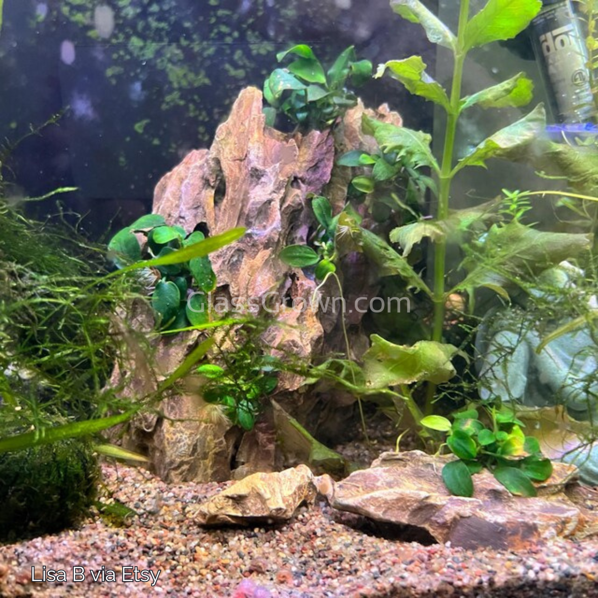 Anubias Nana Petite