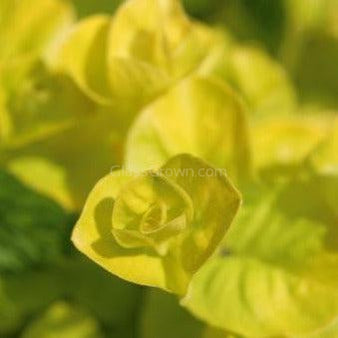 Bunch Golden Jenny (Lysimachia nummularia 'Aurea')