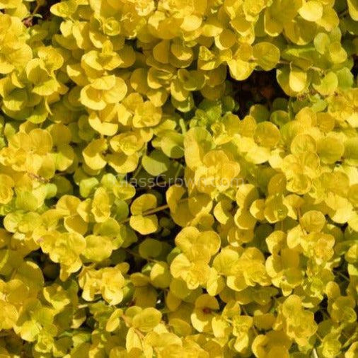 Bunch Golden Jenny (Lysimachia nummularia 'Aurea')
