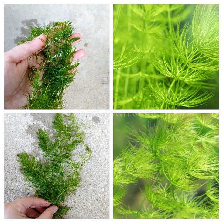Bunch Hornwort (Ceratophyllum Demersum)