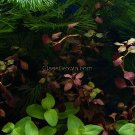Bunch Ludwigia Natans Super Red Mini