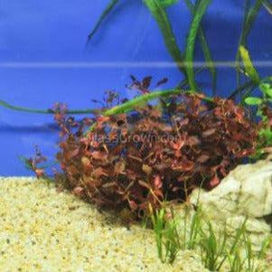 Bunch Ludwigia Natans Super Red Mini