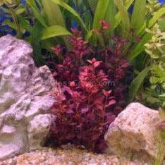 Bunch Ludwigia Natans Super Red Mini