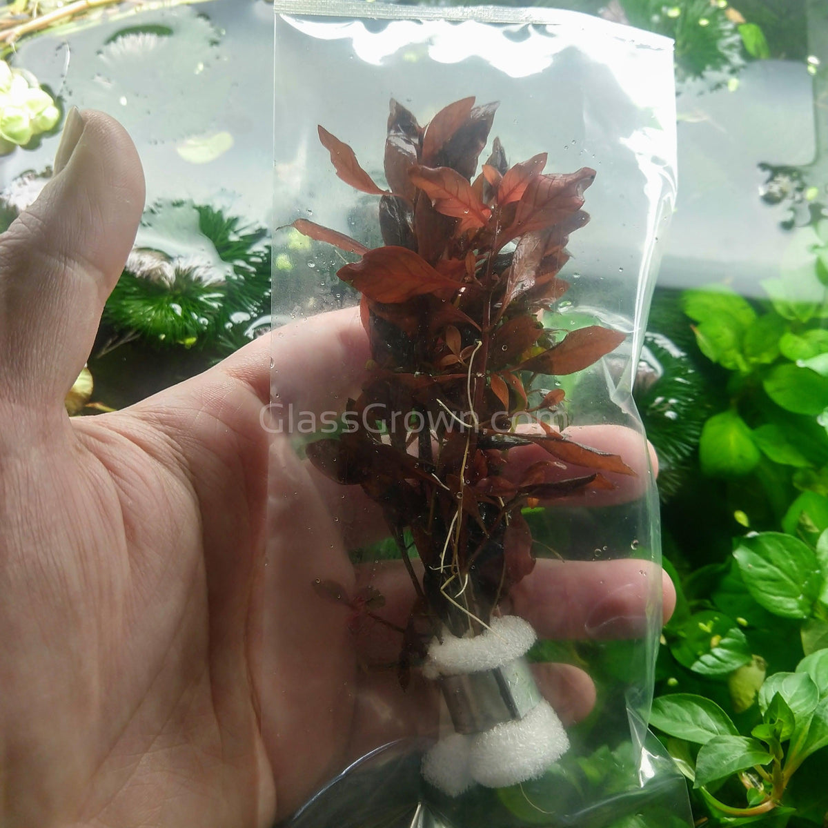 Bunch Ludwigia Natans Super Red Mini