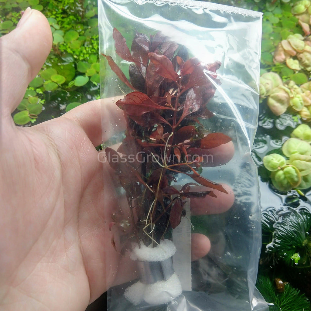 Bunch Ludwigia Natans Super Red Mini