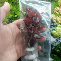 Bunch Ludwigia Natans Super Red Mini