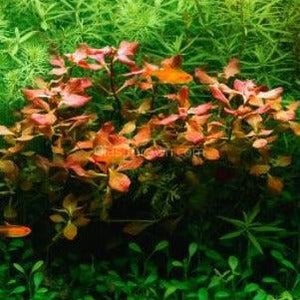 Bunch Ludwigia Natans Super Red Mini
