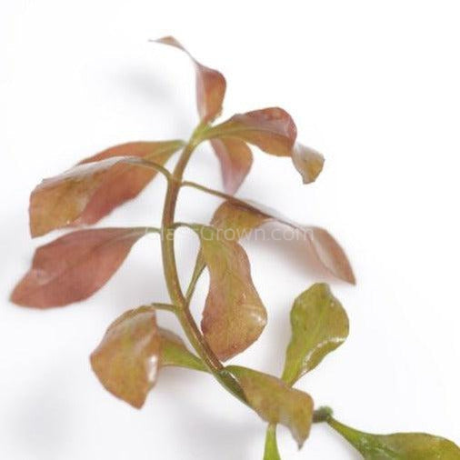 Bunch Ludwigia Repens Dark Red
