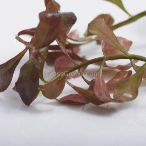 Bunch Ludwigia Repens Dark Red