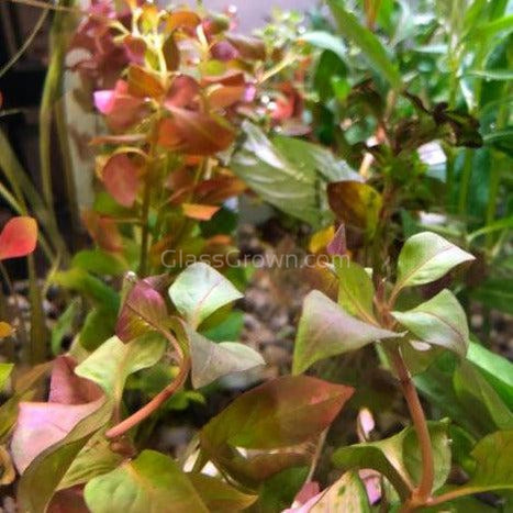 Bunch Ludwigia Repens Dark Red