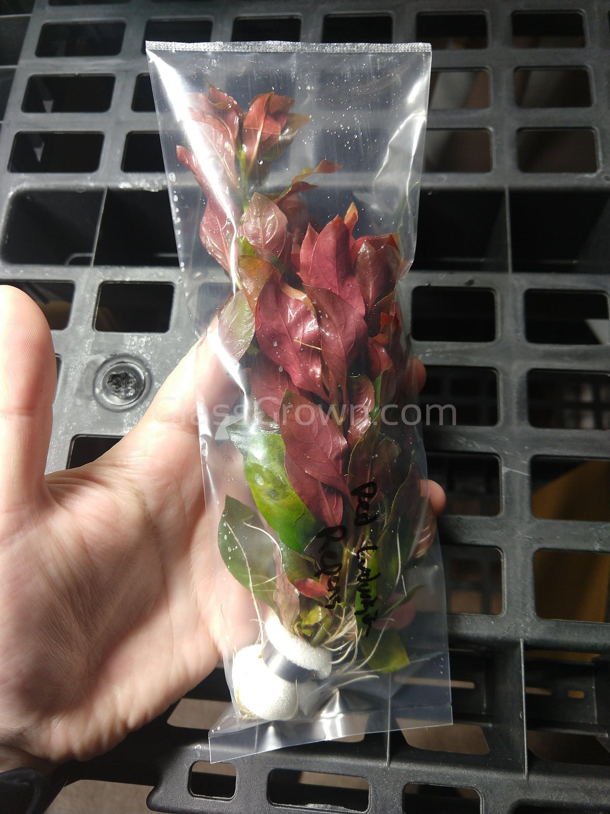 Bunch Ludwigia Repens Dark Red
