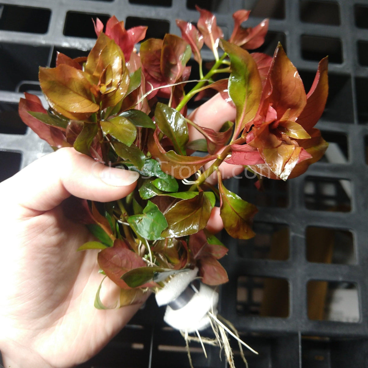 Bunch Ludwigia Repens Dark Red