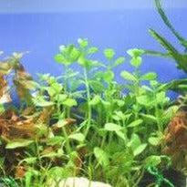 Bunch Moneywort (Bacopa Monnieri)