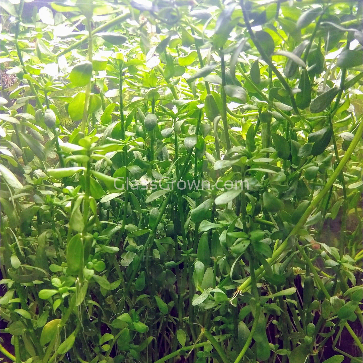 Bunch Moneywort (Bacopa Monnieri)