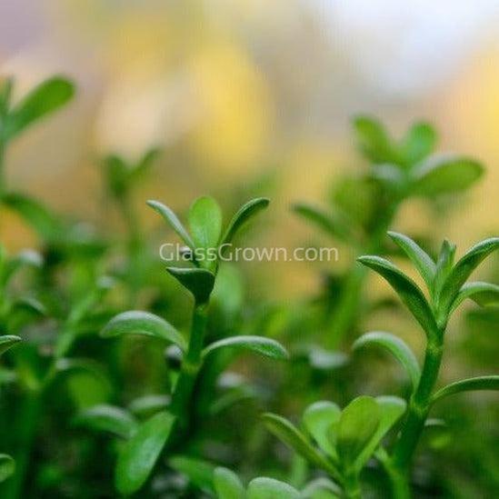 Bunch Moneywort (Bacopa Monnieri)