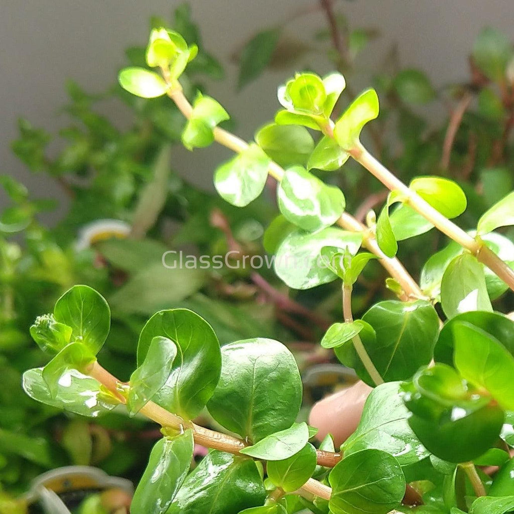 Rotala Vietam H'ra