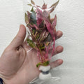Scarlet Temple (Alternanthera Reineckii)