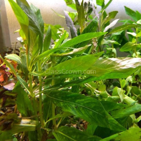 Bunch Temple Plant (Hygrophila Corymbosa)