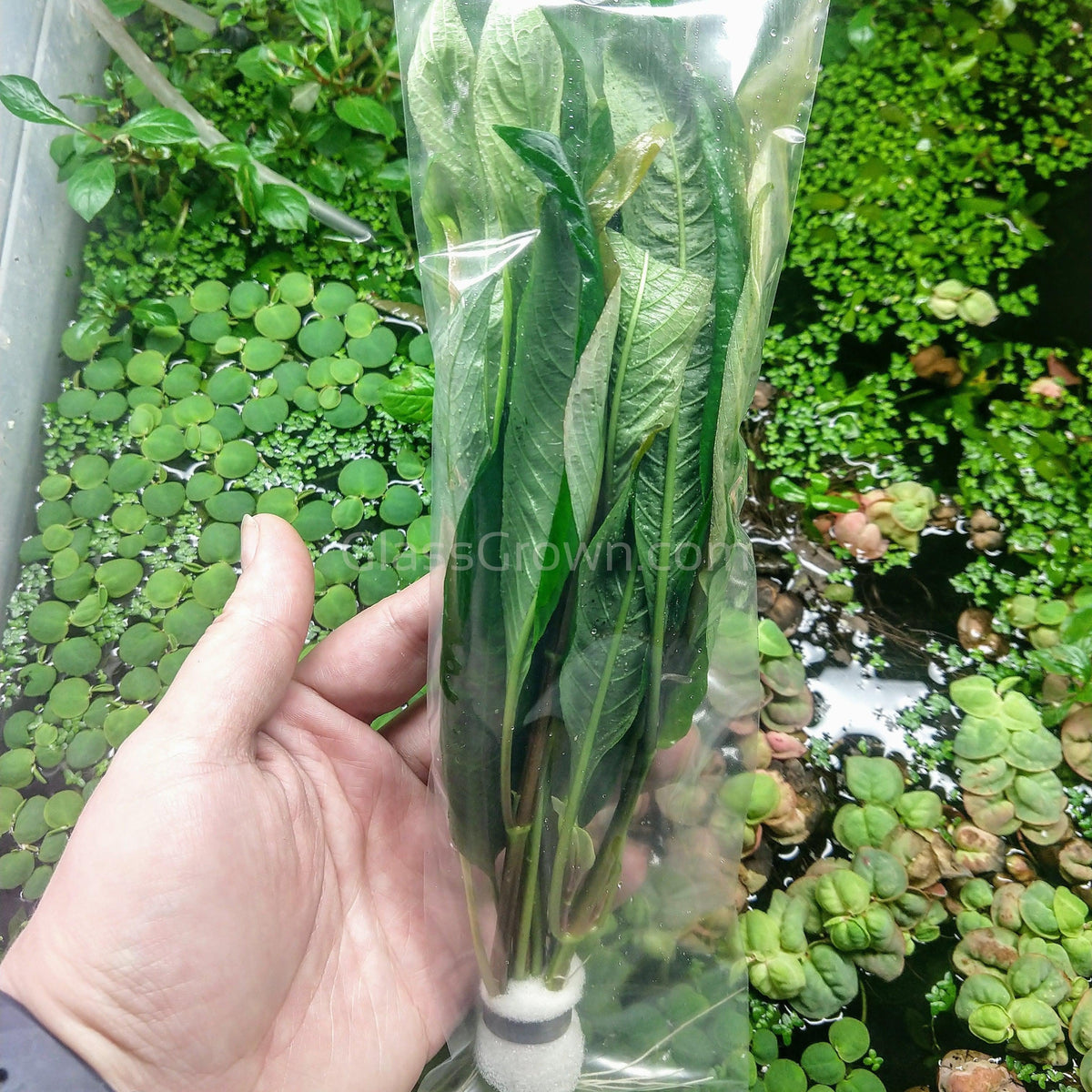 Bunch Temple Plant (Hygrophila Corymbosa)