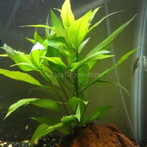 Bunch Temple Plant (Hygrophila Corymbosa)