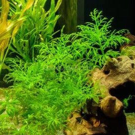 Bunch Water Wisteria (Hygrophila Difformis)